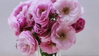vlog16 department of yogic science,Rural tech,biochemistry  HNBGU a CentralUniversity chauras campus