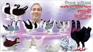 শিহাব ভাইয়ের টপ কোয়ালিটি লাহরী সিরাজি কবুতর কিনুন | Orhinal European Lahore Siraji pigeons available