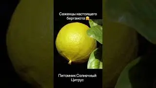 Саженцы БЕРГАМОТА 🪴