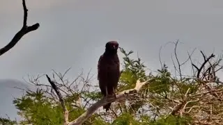 Brown snake eagle (Circaetus cinereus) at Finch Hattons Live, Part 2 - Kenya - africam.com