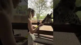 #daydreamer #dream #africa #feed #feeding #giraffe #girafferescue #explore #cute #girl #girls #boy