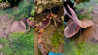 Catch giant squid and sea crabs Crab video #fishing #crab #catching
