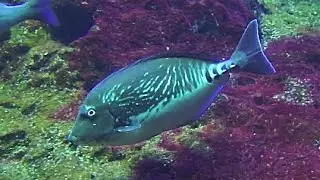 ニザダイ　Scalpel sawtail　Prionurus scalprum