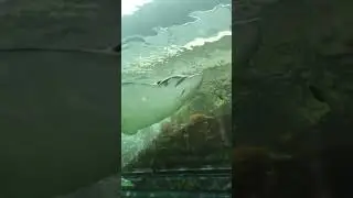 beautiful big sting ray
