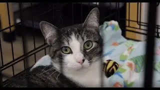 Second Chance Pets Documentary