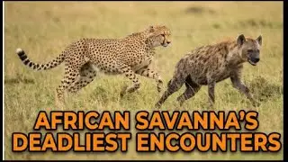 When Predators Meet Their Match | African Savanna's Deadliest Encounters | 4K |