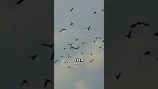 The Science of Birds Flying in Perfect Flocks 🐦✨