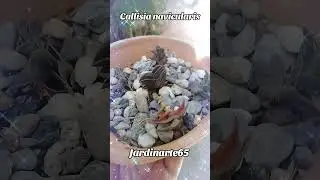 Callisia Navicularis 🌱🌵 #plantas #suculentas #jardin #flores #cactus