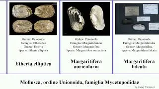 Mollusca, ordine Unionoida, famiglia Mycetopodidae margaritifera falcata elliptica Anodontites