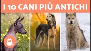LE 10 RAZZE DI CANI PIÙ ANTICHE del mondo 🐶 (I 10 cani più anziani)