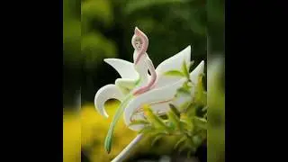 Most expensive flowers in the world #rareflower#shorts