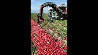 Harvesting Tomatoes  tomato farming #tomatoes #farming #agriculture