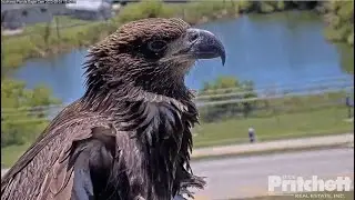 SWFL Eagles ~ Beautiful E22 Closeups On The Veranda, U Branch & Attic! Quick Dip In The Pond! 5.1.23