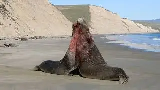 Two male elephant seals battling for dominance at Point Reyes National Seashore.