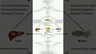 Gallbladder stones removed life | Gallbladder stone physiology | functions of Gallbladder
