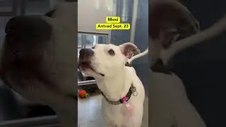 Somehow these adorable faces haven&rsquo;t found forever homes yet!