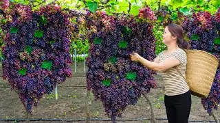 Harvesting Giant Wild Fruit Bunch - Cook Spicy Soup & Sell at The Market | Unique Forest Dish