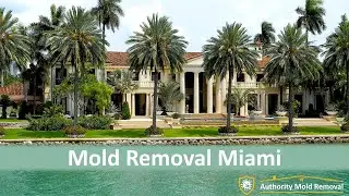 Mold Removal Miami