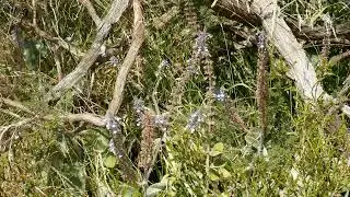 Blue Banded Bee pollinating Coleus argentatus flowers in garden Melbourne Australia 25 January 2026