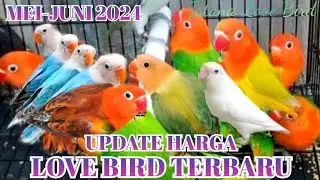 UPDATE HARGA TERBARU LOVE BIRD ( MEI-JUNI 2024 ) SEMUA WARNA #hargalovebird #lovebirdbiola
