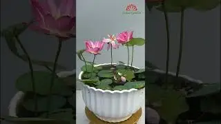 The beauty of the little lantern lotus #shorts