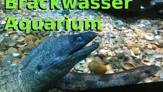 Das Brackwasseraquarium