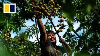 New Thai labour law gives Myanmar refugees a taste of freedom