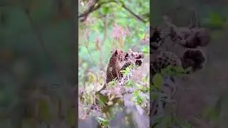 A baby monkey tries to escape from a leopard   I   Nature Life