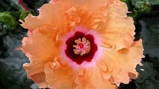 Ken Holden: Liquid Hibiscus - from Liquid Flower Series_ www.artnowmedia.com