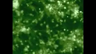 Imaging reveals patterns in neuron firing