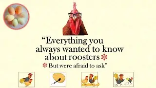 Roosters and breeding - your questions answered