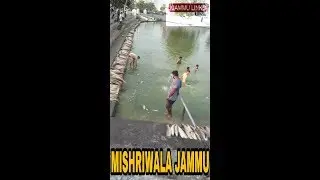 1000 of fish died in dayaran baba talab jammu # jammunews