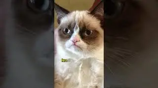 Сердитый кот #кошки