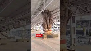 Good thing I noticed at Hubballi Railway station 🚂🇮🇳 #hubli #hubballi #savetrees #railway