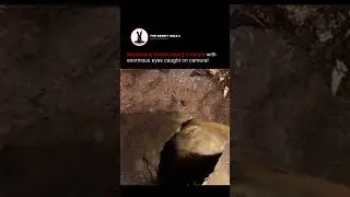 Mysterious underground creature with enormous eyes caught on camera