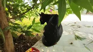 Wow black cat 😯😍🐈‍⬛#cute #cat #viral #video #likeandsubscribe 