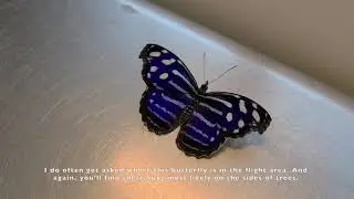 Banded Purple Wing