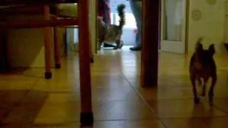 SuperCiccio & Pepita