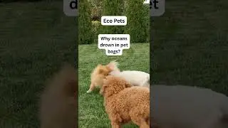 Eco-Friendly Pet Care Tips | Sustainable Dog Hacks-Eco Tips for Dog Owners | GoEcoPaw Hacks