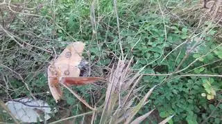 Antherea mylitta in Gaya