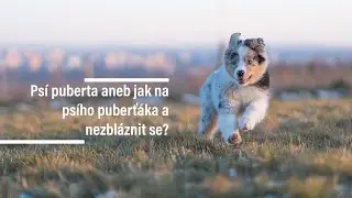 Psí puberta aneb jak na psího puberťáka a nezbláznit se?