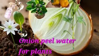 Onion peel water ||Benefits for plants || how to make it