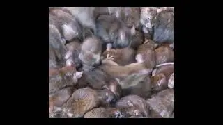 SCP-027: The Vermin God
