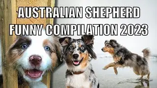 Australian Shepherd Funny Compilation 2023 🐾 🇦🇺
