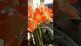 Kliwia pomarańczowa (Clivia miniata) #shorts #flowers #kwiaty