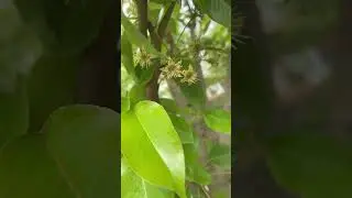 🍐Zone5 #backyardorchard #gardening  #peartree