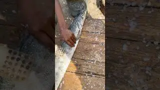 Big rare fish gets cleaned #fish #fishcleaning #shorts #fyp