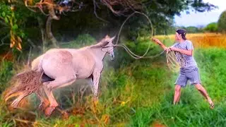 CONSEGUIMOS PEGAR O CAVALO FUGITIVO DO MEU AMIGO PRA IR NA CAVALGADA * Depois de dois dias *