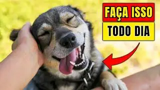 Cientistas revelam 15 maneiras CHOCANTES de deixar seu cachorro mais feliz!
