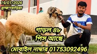 ব্রাহ্মণবাড়িয়া গাড়ল আছে মোট ৪৮ পিস!যারা সত্যিই কিনতে আগ্রহী, তারাই যোগাযোগ করুন।